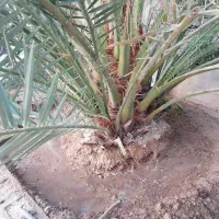 دمیت برحی اصل اروندی|گل و گیاه طبیعی|برازجان, |دیوار