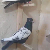 کفتری بهبونی