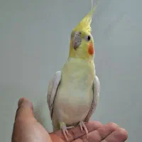 عروس هلندی لوتینو نر یکساله مست|پرنده|تهران, جلیلی|دیوار