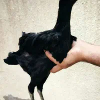 جوجه لاری، مرغ و خروس لاری...|حیوانات مزرعه|تربت جام, امام|دیوار