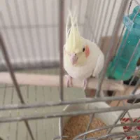 عروس هلندی|پرنده|برخوار, |دیوار