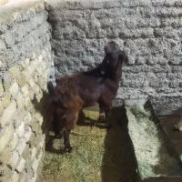 بزغاله نر|حیوانات مزرعه|زاغه, |دیوار