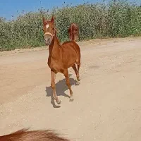 کره مادیون آرمانی