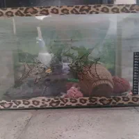 آکواریوم سالم