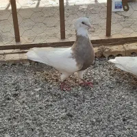 کبوتر یا پرنده طوقی