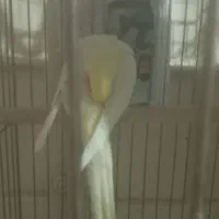 عروس هلندی|پرنده|قزوین, |دیوار