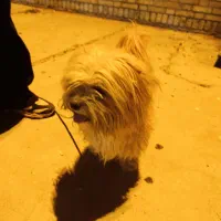 واگذاری شیتزو|سگ|شوشتر, |دیوار