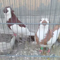 کبوتر زینتی کمیاب ناصری|پرنده|قم, نیروگاه|دیوار