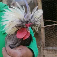 خروس لهستانی