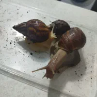 حلزون|حیوانات مزرعه|بندر امام خمینی, |دیوار