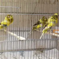 3عددقناری جوجه2025 دوعددنریکی ماده