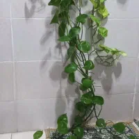 گلهای سبز|گل و گیاه طبیعی|رشت, آب آسیاب|دیوار