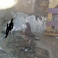 کبوتر|پرنده|قم, شاه سید علی|دیوار