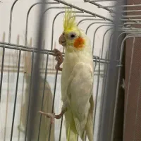 تعداد پنج عدد عروس هلندی