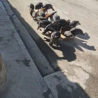 بوقلمون نرو ماده