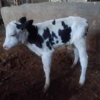 گوساله شیری سمینار درجه یک|حیوانات مزرعه|شازند, |دیوار