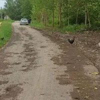 ویلا روستای گردشگری با منظره بسیار زیبای شالیزار|اجارهٔ کوتاه‌مدت ویلا و باغ|رشت, گلباغ نماز|دیوار