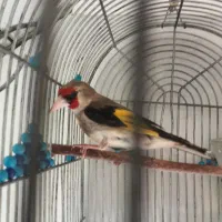 سهره کرمانی نربخون