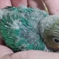 جوجه برزیلی|پرنده|ری, ملک‌آباد|دیوار