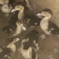 جوجه اردک