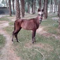 کره اسب نریان|اسب و تجهیزات اسبسواری|برازجان, |دیوار