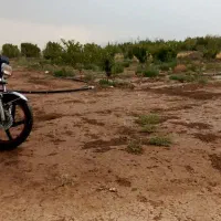 باغ-میوه