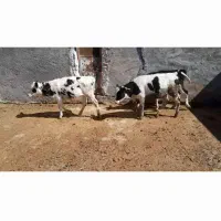 گوساله|حیوانات مزرعه|داراب, |دیوار