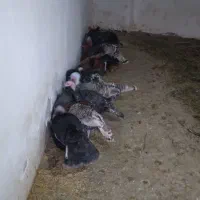 فروش تعدادی بوغلمون نر ماده قیمت توافقی