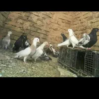 کفتر فروشی هم پرشی هم جفتگاه معاوضه هم دارم