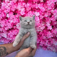 بریتیش (اسکاتیش) رنگ کم یاب لیلاک