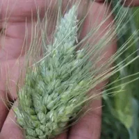 گندم ابی روسیه|خدمات باغبانی و درختکاری|گل تپه, |دیوار