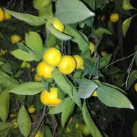 نارنگی انشو نارنگی یافا درجه یک