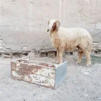 فحل عراقی شرط الحنایه