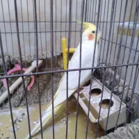 عروس هلندی|پرنده|قرچک, قشلاق جیتو|دیوار