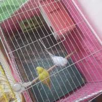 مرغ عشق|پرنده|اصفهان, شهرک میلاد|دیوار