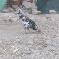 خروس گلن