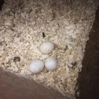 یک جفت عروس هلندی|پرنده|میانه, |دیوار