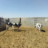 گوساله