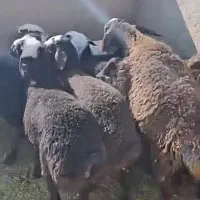 گوسفند چاق