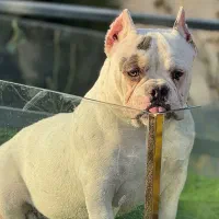 اگزوتیک بولی