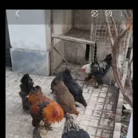 تخم مرغ برهما نطفه دار