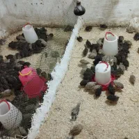 جوجه بلدرچین 20روزه