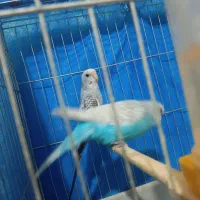 مرغ عشق مولد و دستی|پرنده|ایلام, |دیوار