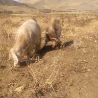 یک بز سه شیر ویک گیسک نر|حیوانات مزرعه|صحنه, |دیوار