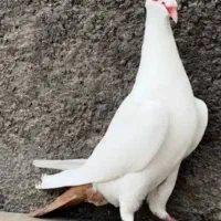 گم شده