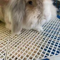 خرگوش لوپ هلندی نر چشم ابی|موش و خرگوش|قائم‌شهر, |دیوار