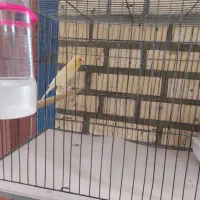 قناری ماده مست