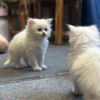 بچه گربه پرشین کلاسیک سفید