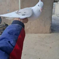 دوکت پلنگ|حیوانات|دزفول, |دیوار