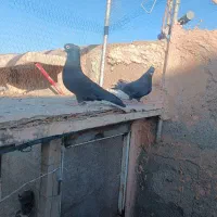 کلاغ رسمی|پرنده|سبزوار, قصبه شرقی|دیوار